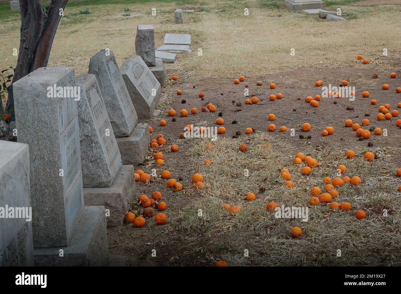 A line of headstones and oranges on the ground in a cemetery Stock Photo