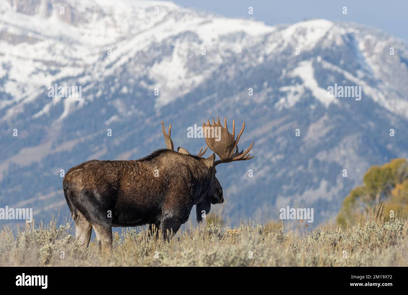 Bull Moose During the rut in Grand Teton National Park Wyoming in ...