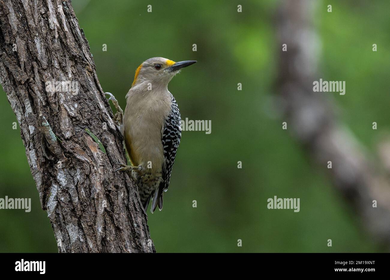 Golden-fronted woodpecker, Melanerpes aurifrons, perched on branch in woodland in winter. Texas. Stock Photo
