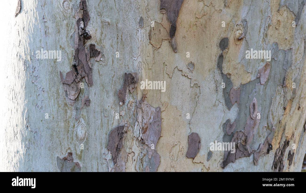 natural texture of tree bark with dark spots on a light background macro view, peeled bark on a tree trunk with a relief surface Stock Photo