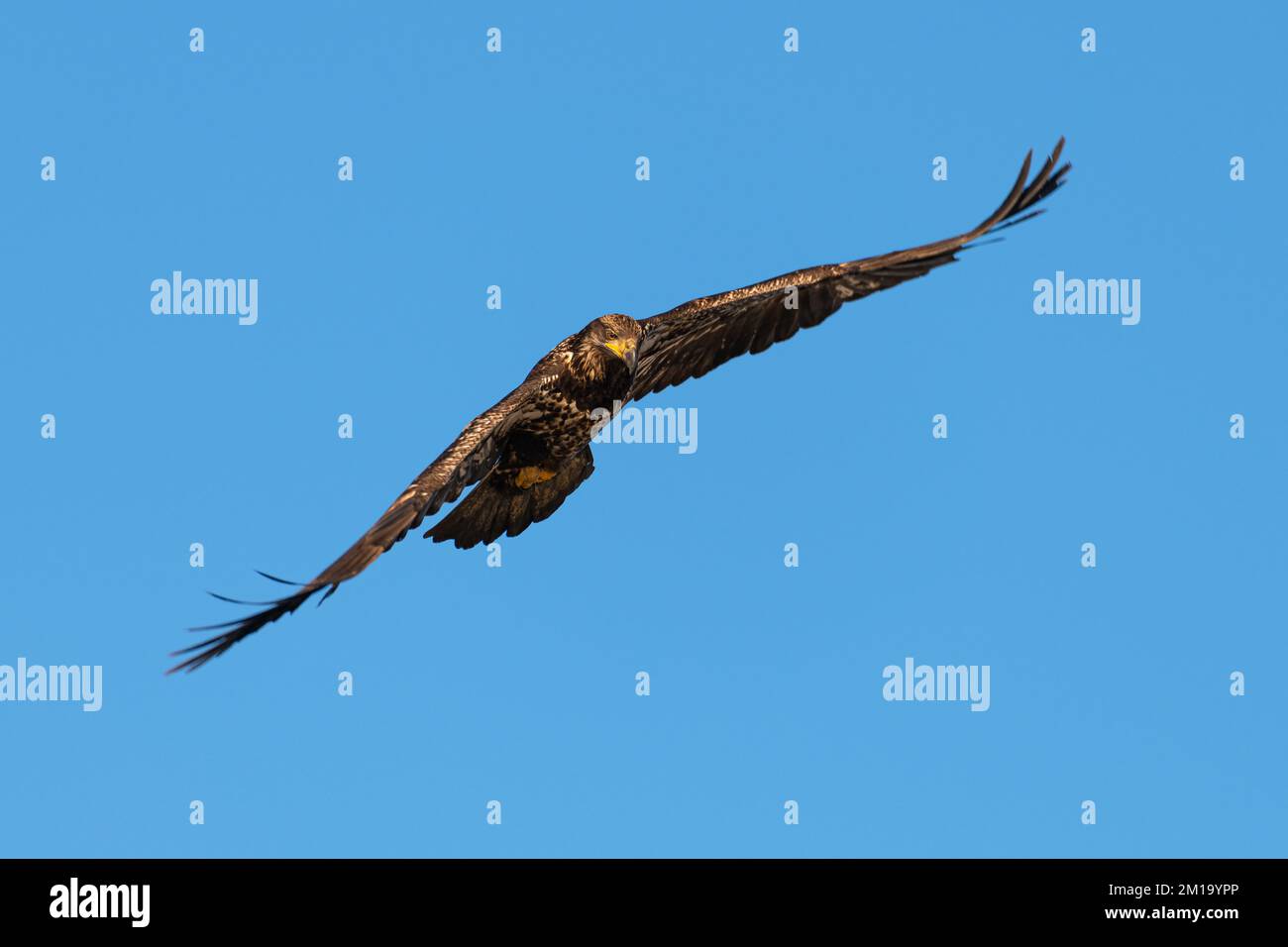 Immature bald eagle flying with wings level and looking down isolated