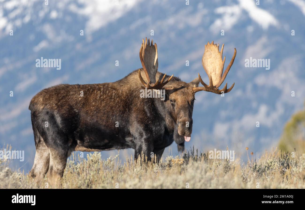 Bull Moose During the rut in Grand Teton National Park Wyoming in ...