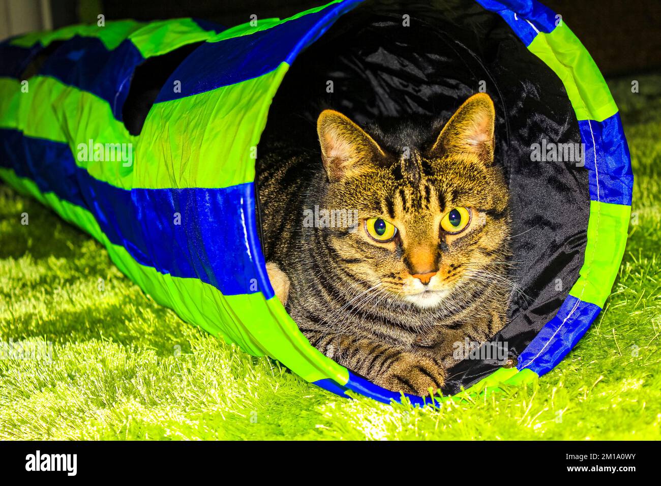 Cat relaxes in toy tunnel in Leherheide Bremerhaven Bremen Germany. Stock Photo