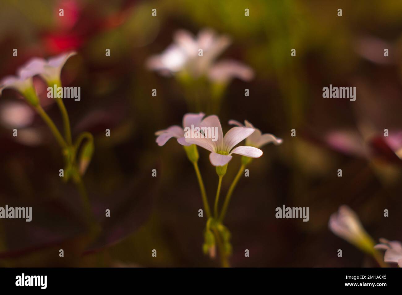 The close-up view of Oxalis barrelieri plant bulbs Stock Photo