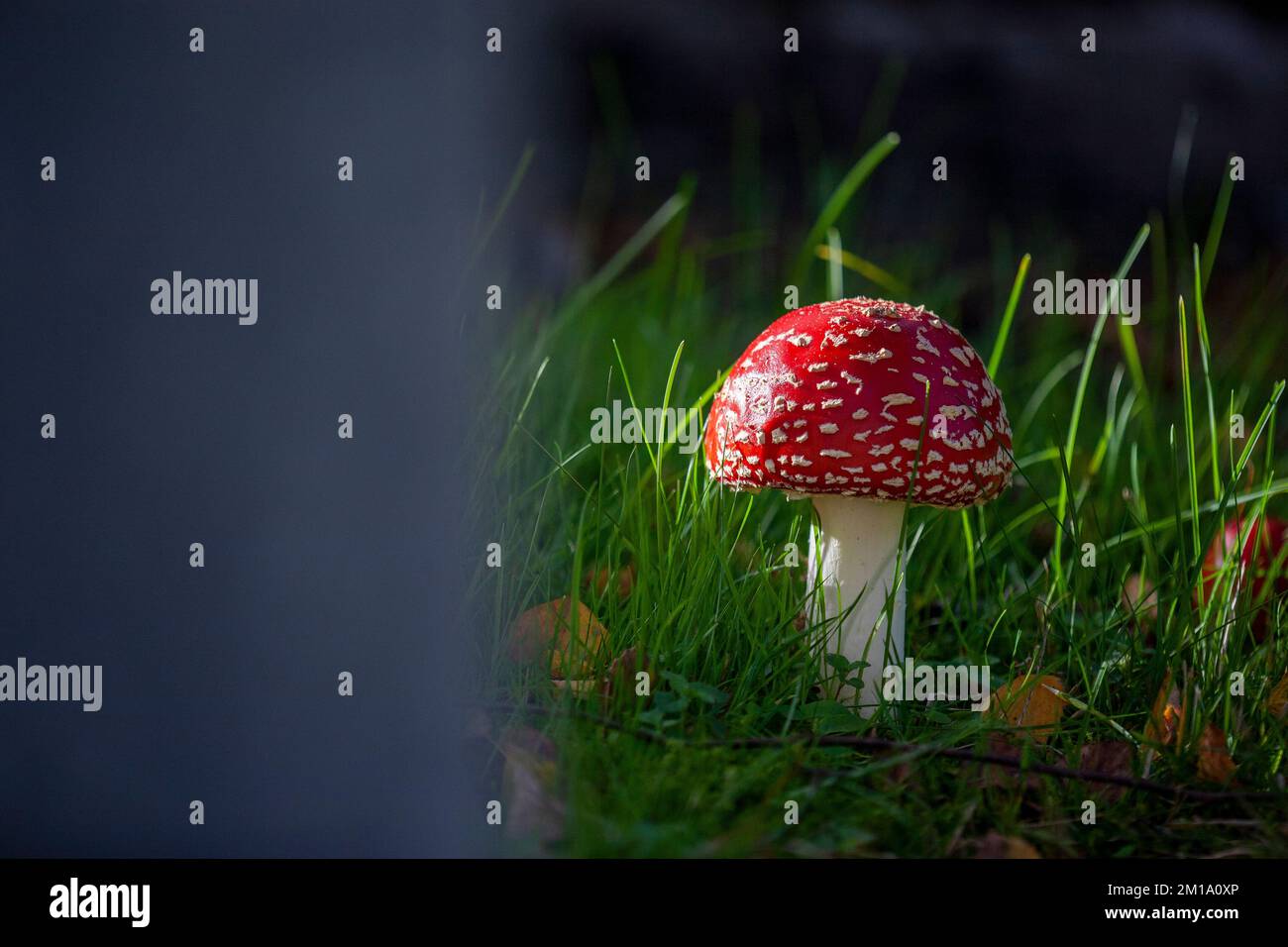 Amanita muscaria, commonly known as the fly agaric or fly amanita, Rufford graveyard, Lancashire, England. 2022 Stock Photo