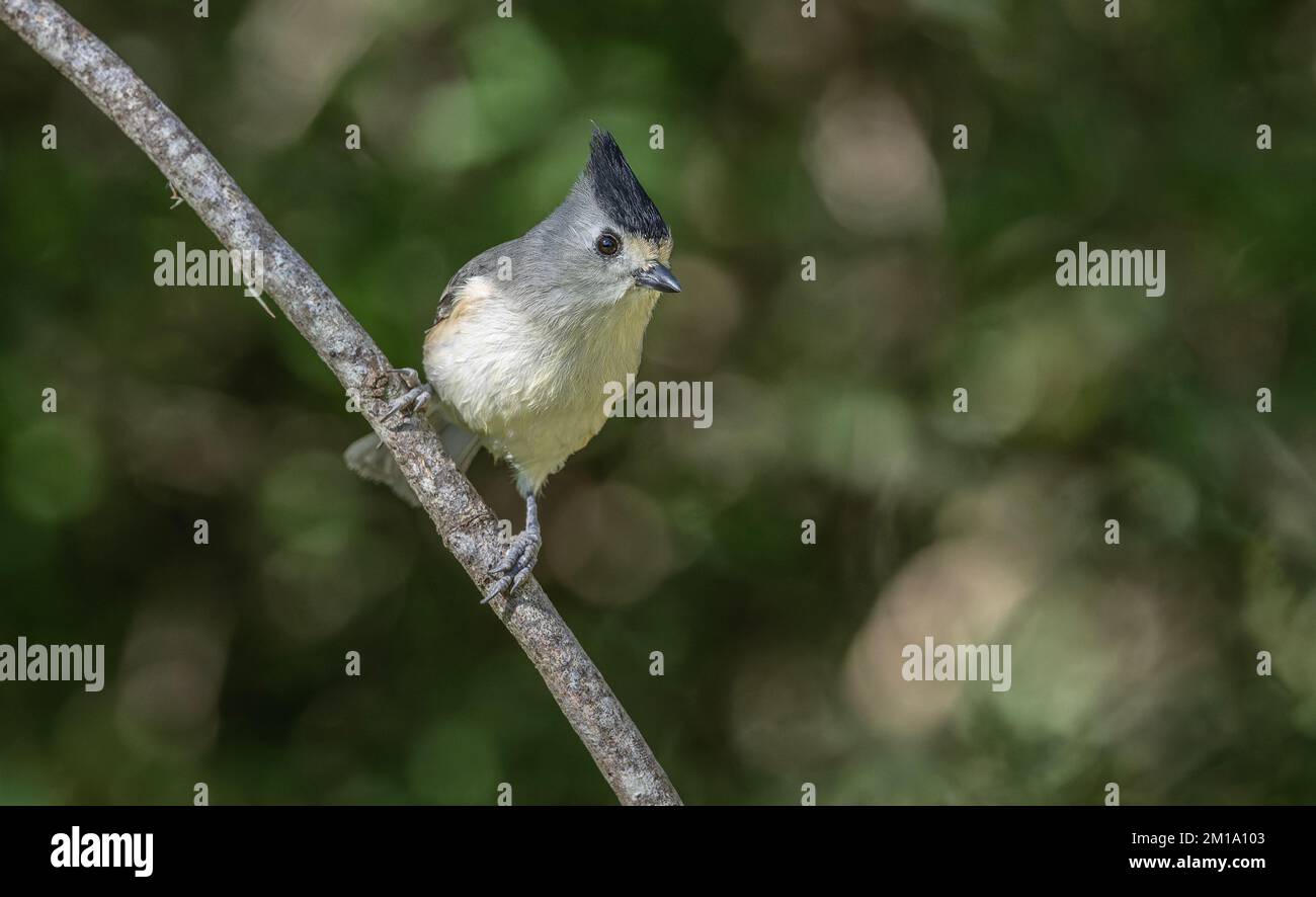 Black-crested titmouse, Baeolophus atricristatus, perched on shrub in winter, Texas. Stock Photo