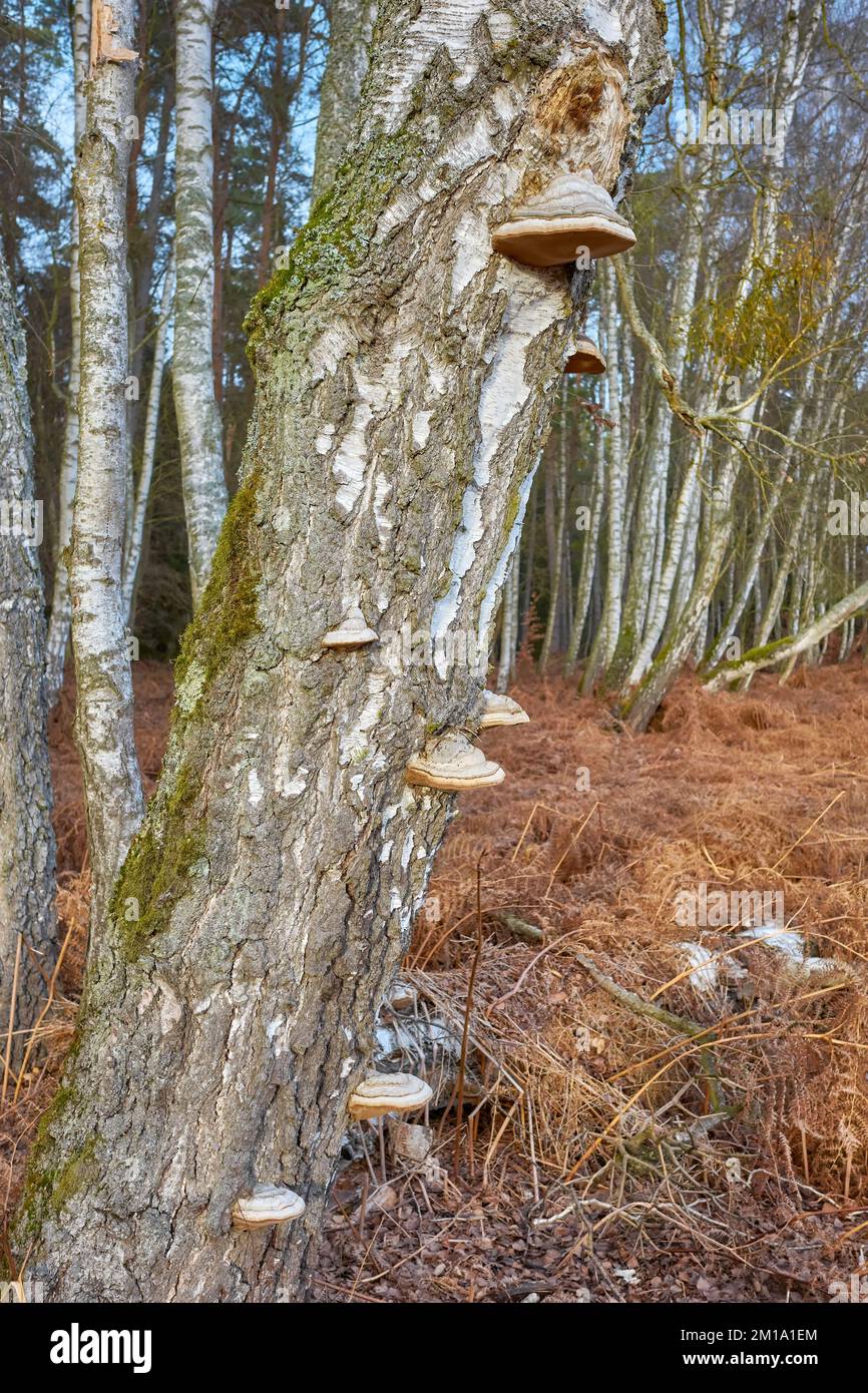 Polypores growing on a birch trunk, selective focus. Stock Photo
