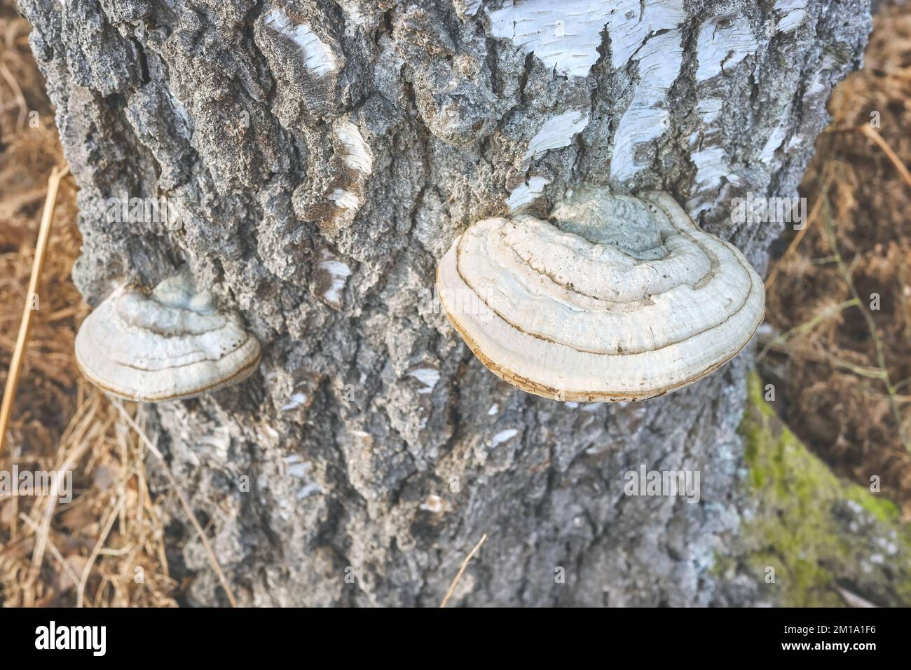 Close up picture of polypores growing on a birch trunk, selective focus. Stock Photo