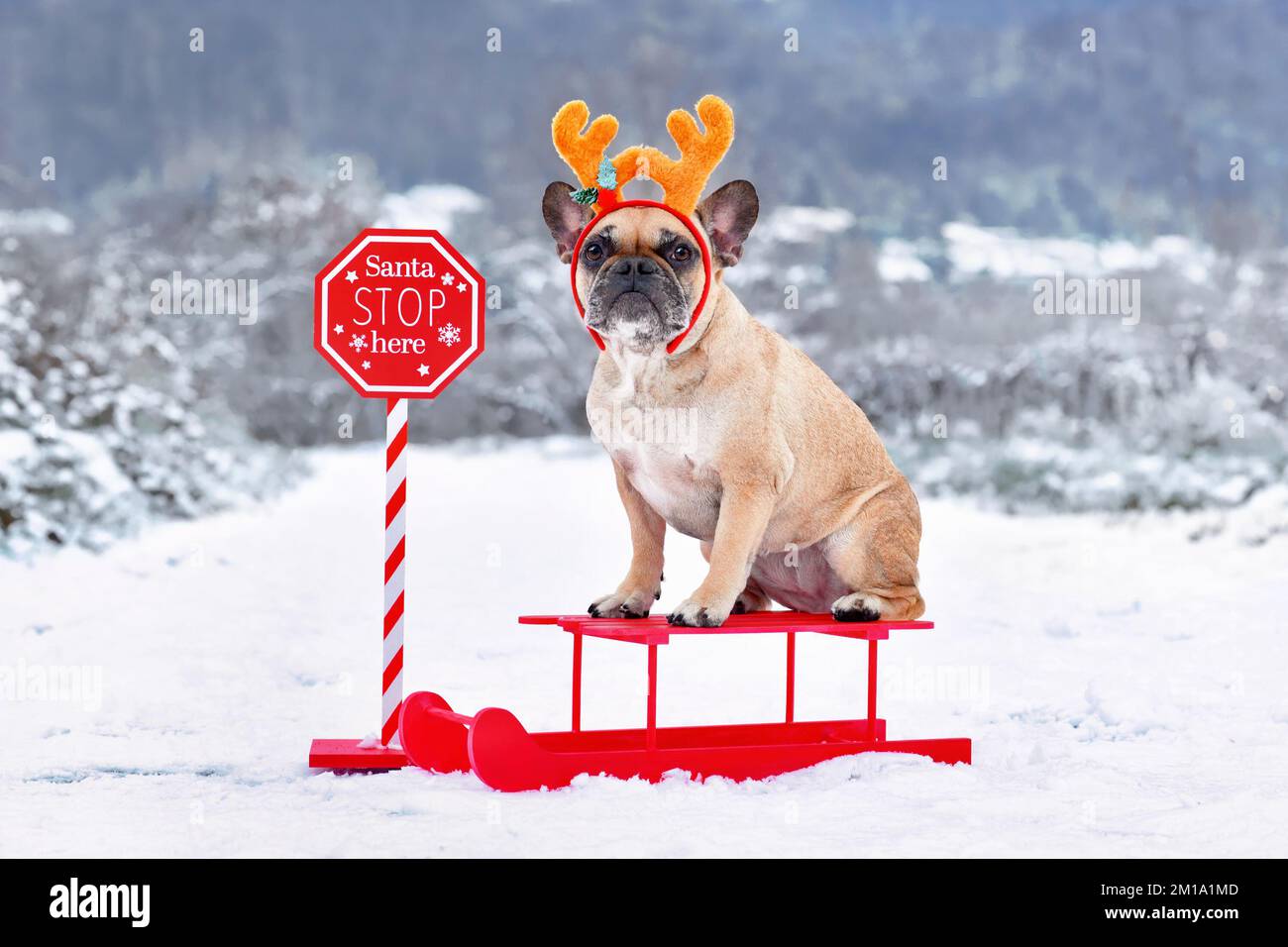 French Bulldogd dog with reindeer costume antlers sitting on sledge in winter landscape Stock Photo