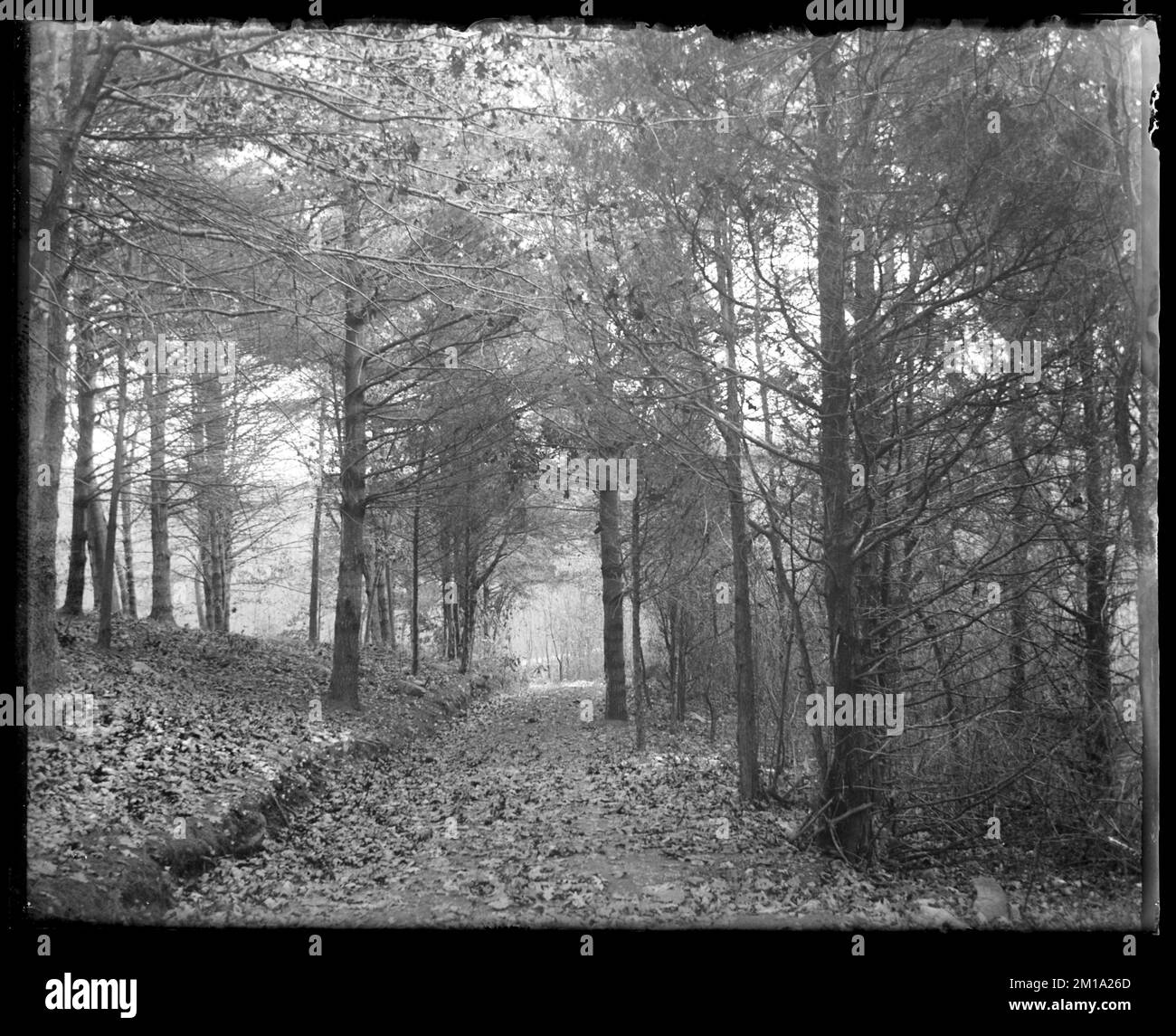 Turkey Hill through woods at Doane St. , Forests. Hingham Public