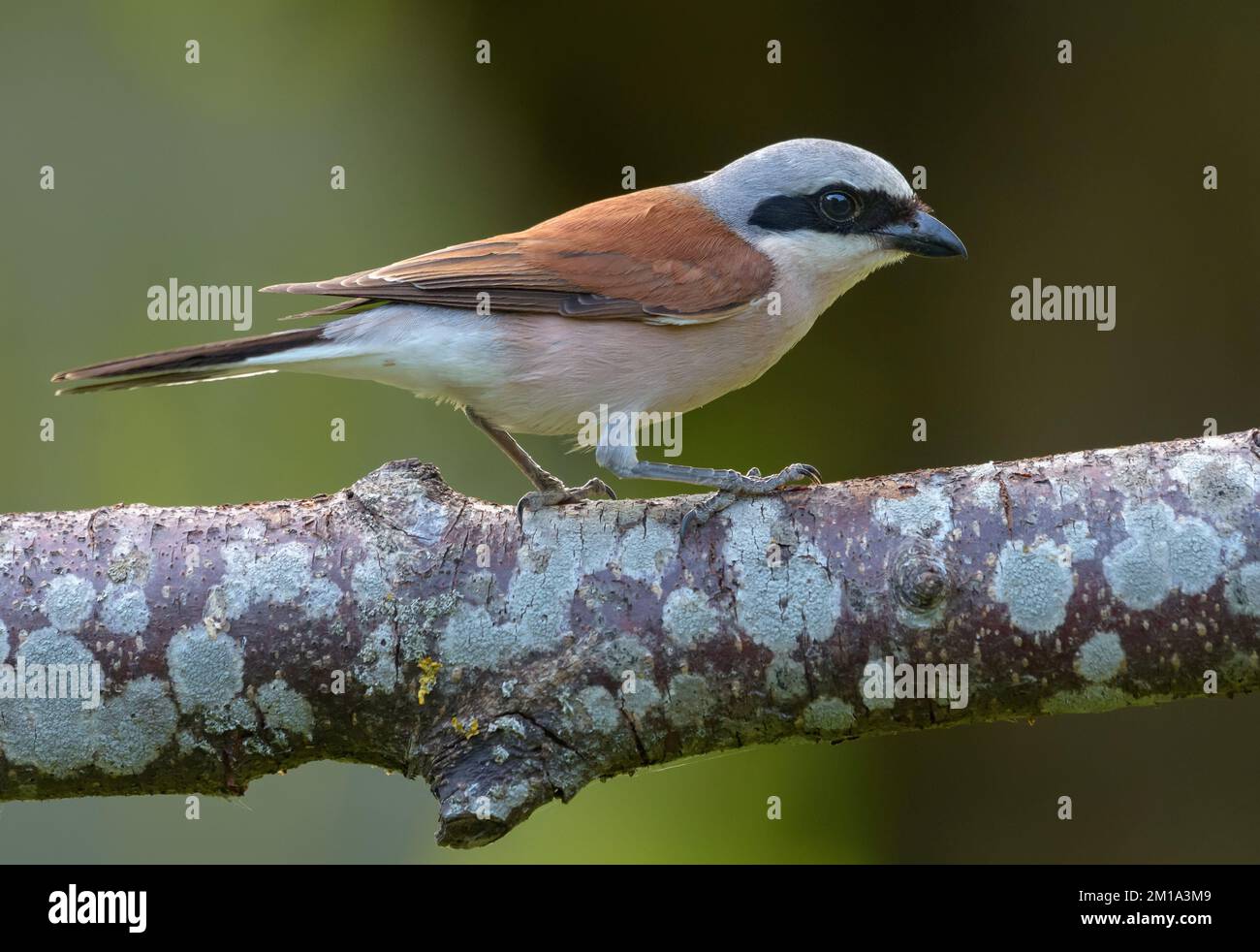 Male Red-backed Shrike (lanius collurio) perched on densely lichen covered branch in soft light Stock Photo