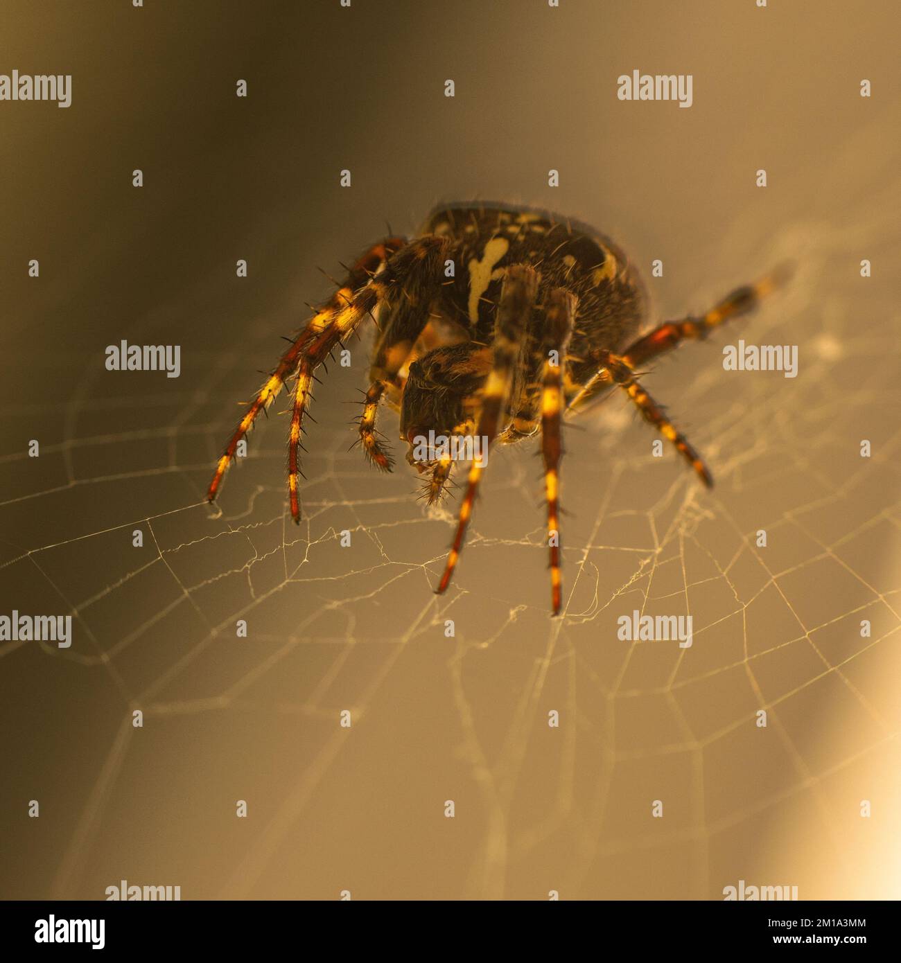 Spider Stock Photo