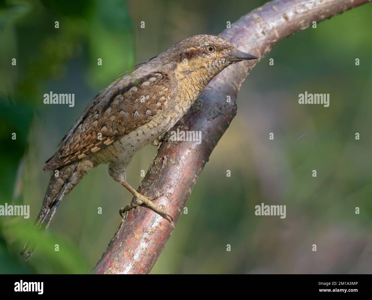 Eurasian wryneck (jynx torquilla) sitting on an diagonal branch in soft ...