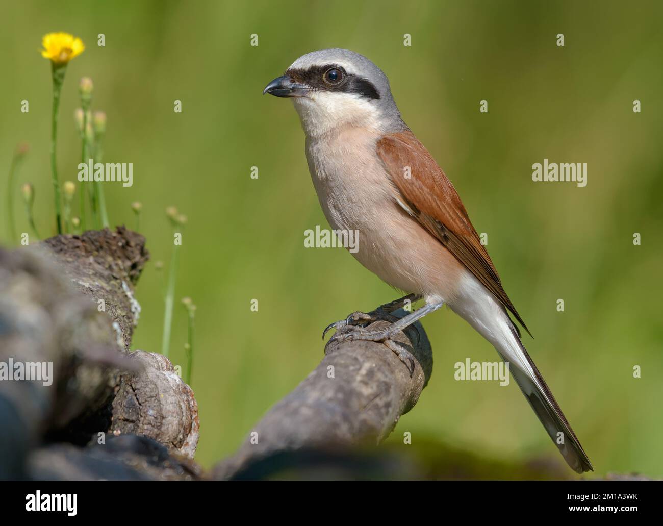 Male red-backed shrike (lanius collurio) perched with flowers in nice summer environment Stock Photo