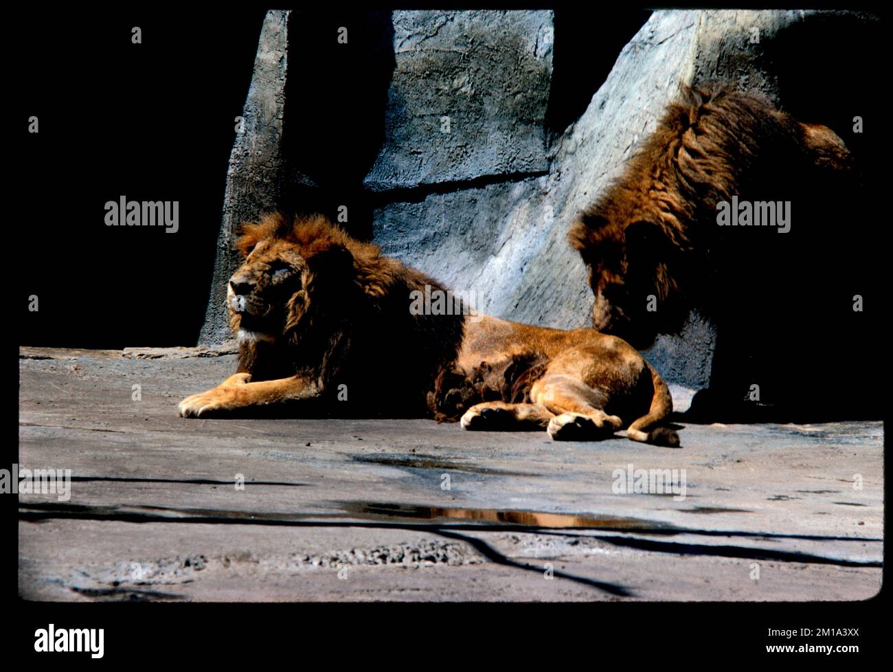 Two lions , Lions, Zoos. Edmund L. Mitchell Collection Stock Photo