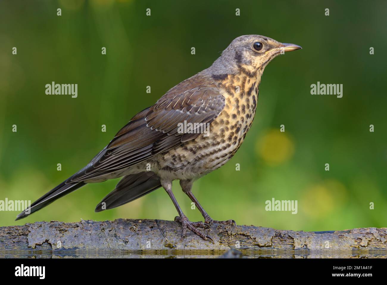 Young Fieldfare thrush (turdus pilaris) posing on some branch in light sunny day Stock Photo