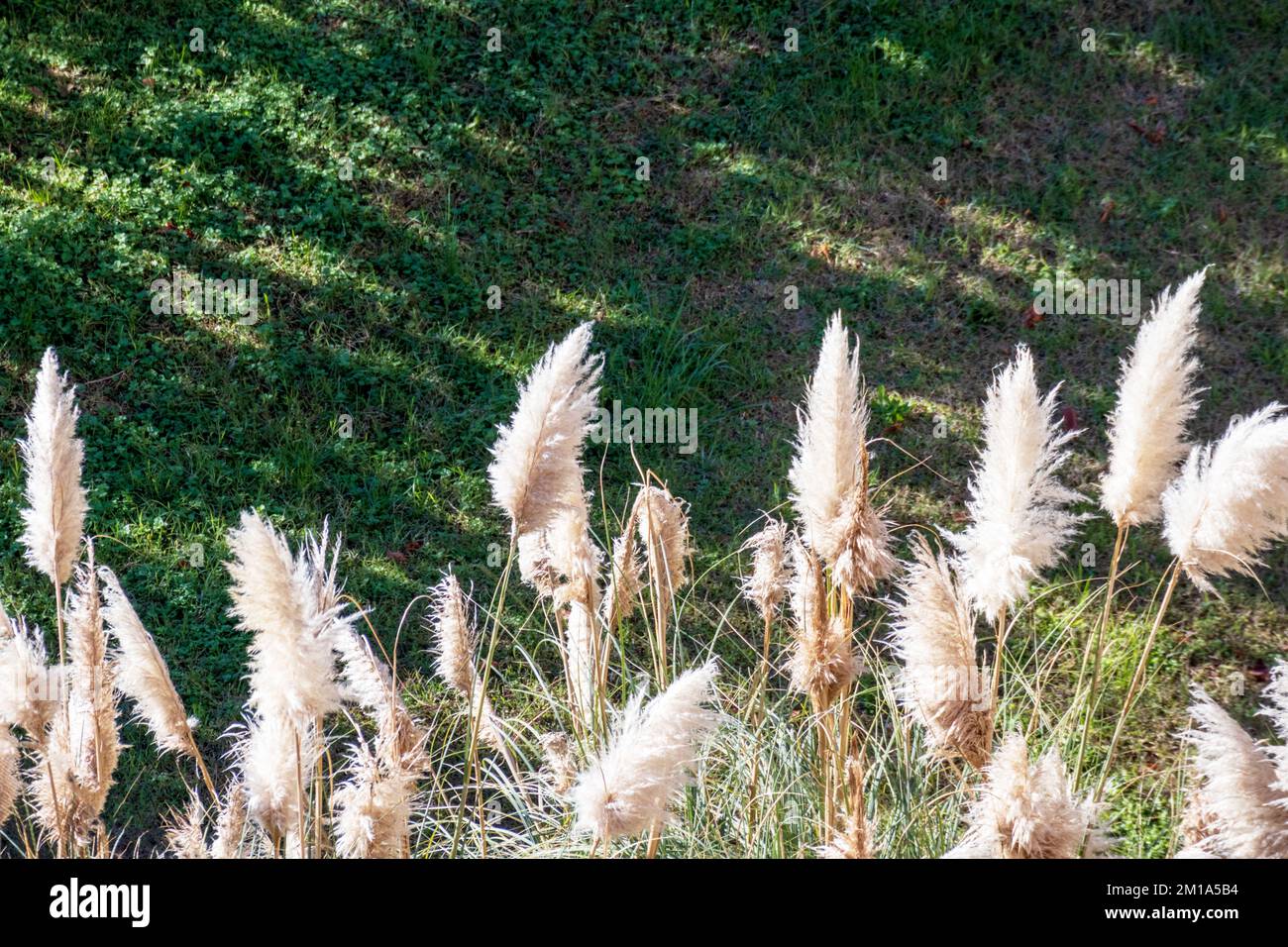 Nature view with white flower spikes on green grass Stock Photo