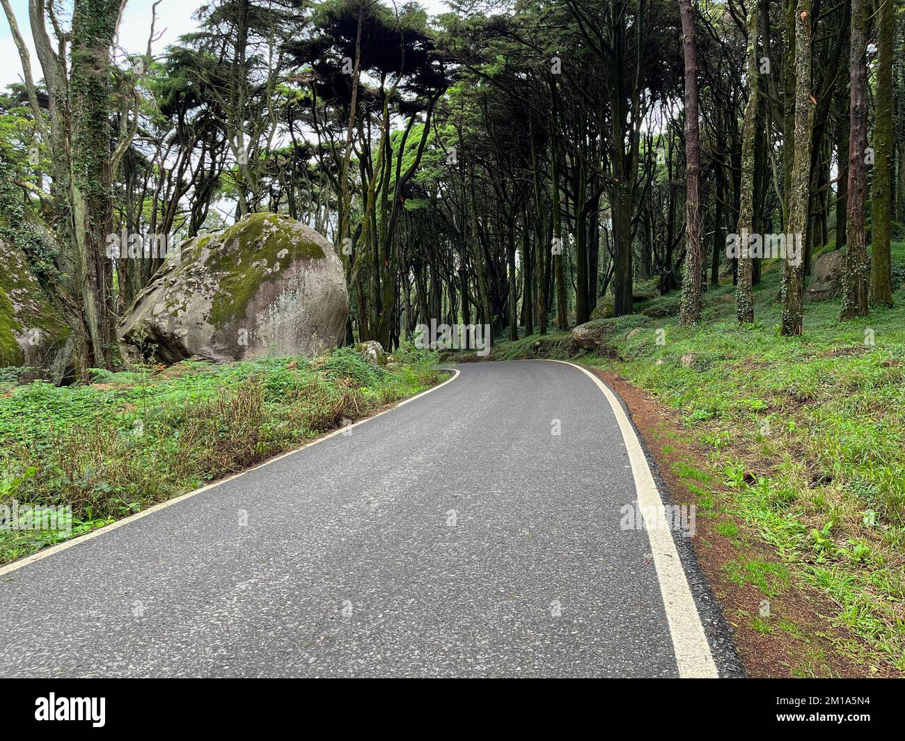 Road in a forest surrounded by old trees Stock Photo