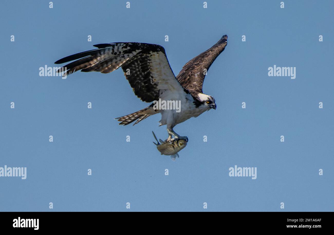 Osprey, Pandion haliaetus, in flight, returning with large newly-caught fish. Stock Photo