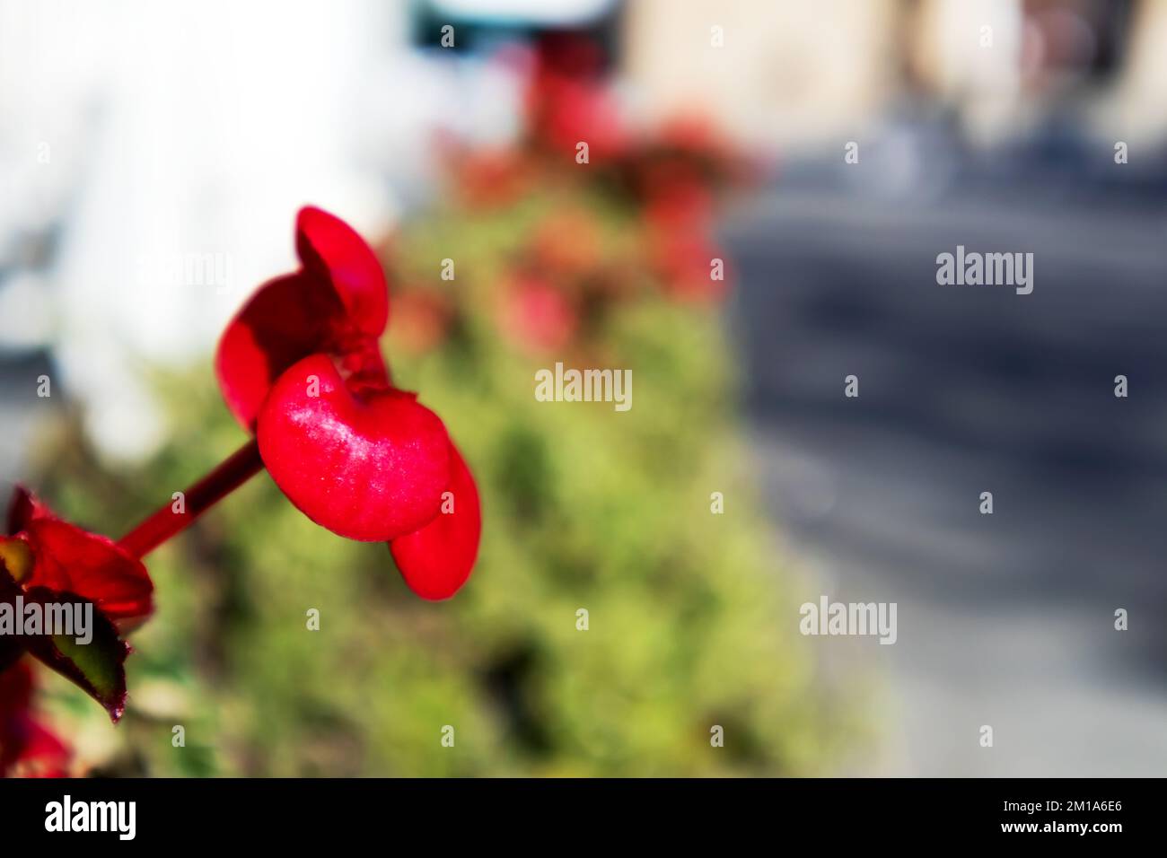 A bright red flower with a green and gray backgound Stock Photo