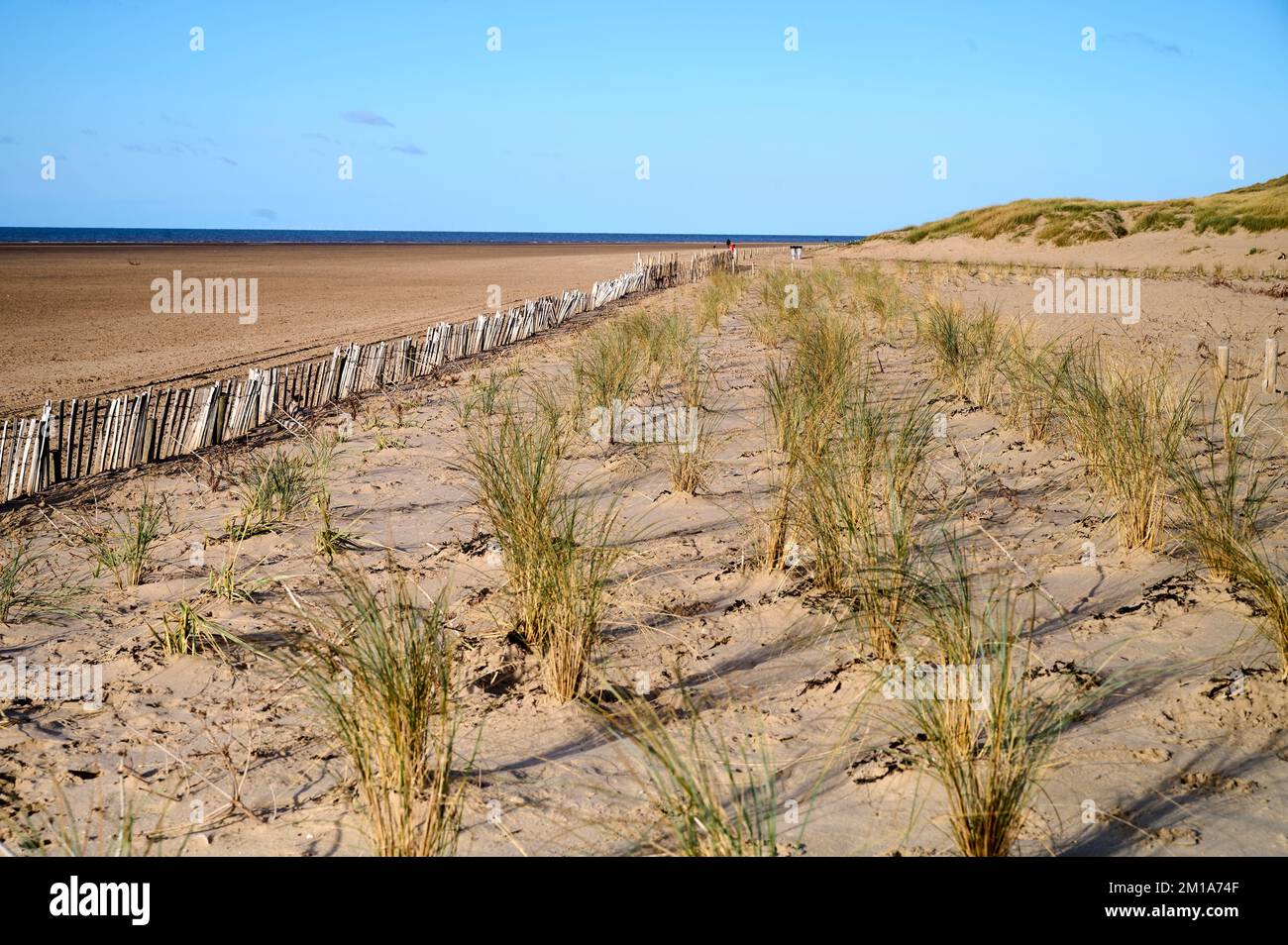 Marram grass helping to form new sand dunes on St Annes beach Stock Photo