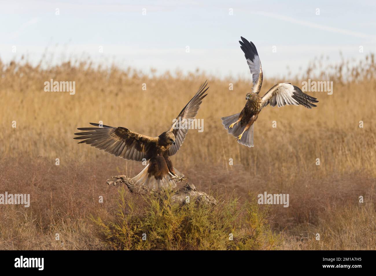 Marsh harrier Circus aeruginosus, adult pair, female flying in to displace male, Toledo, Spain, November Stock Photo
