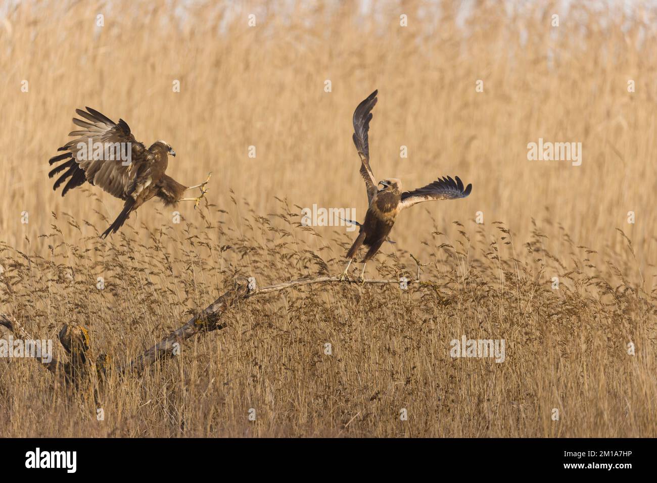 Marsh harrier Circus aeruginosus, 2 adult females, 1 flying in to displace the other standing on branch in reedbed, Toledo, Spain, November Stock Photo