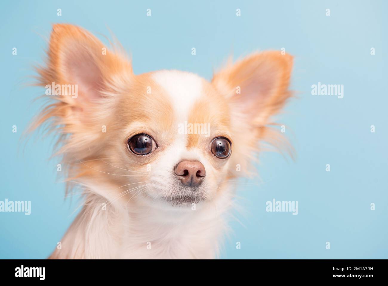 Blue and white clearance long haired chihuahua