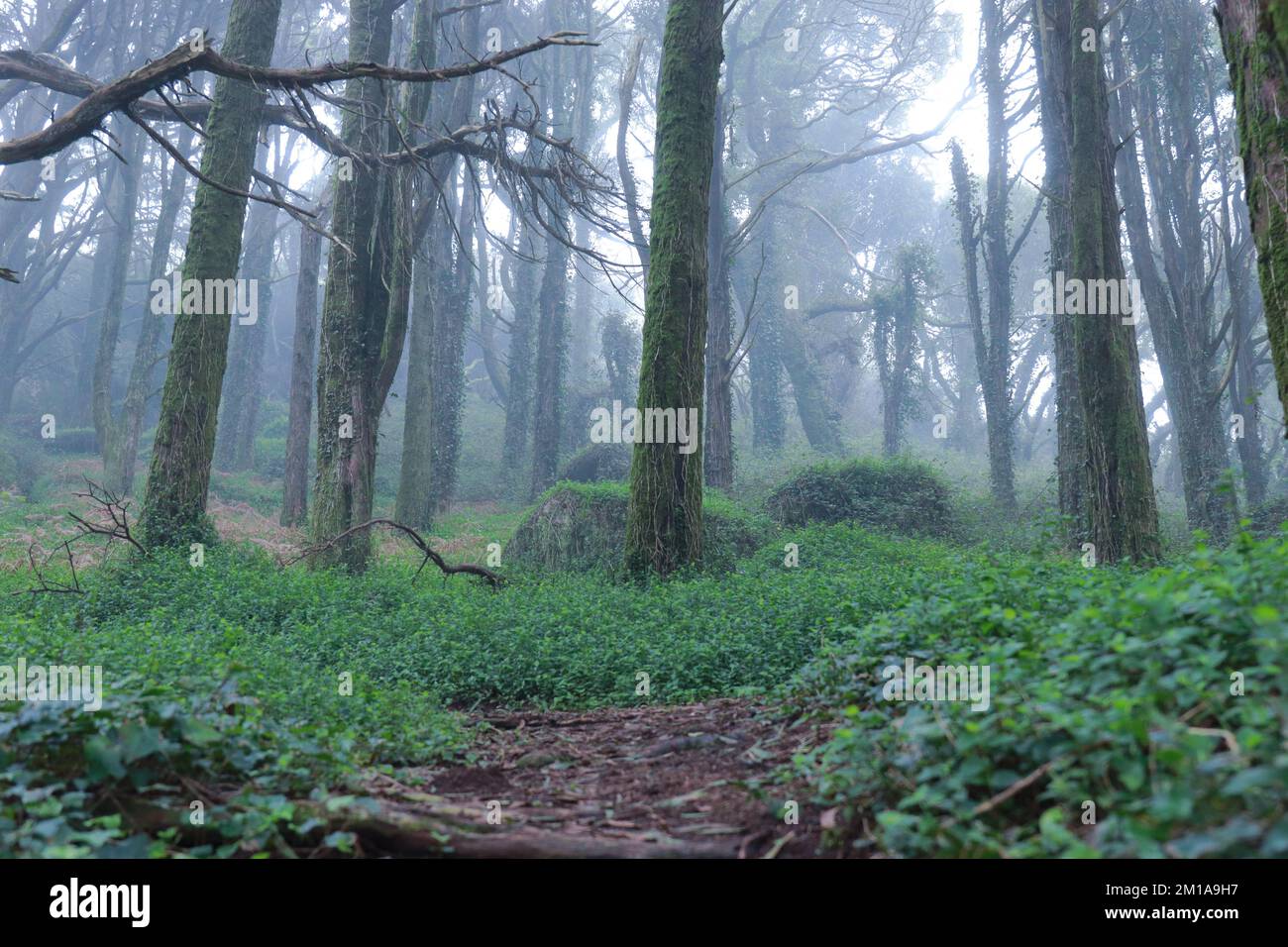 Amazing old forest with mist Stock Photo