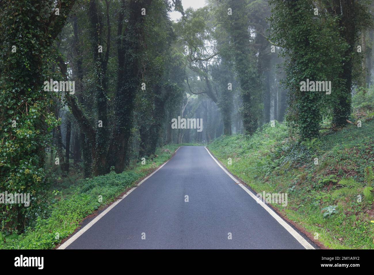 Road in a forest covered with mist and surrounded by old trees Stock Photo