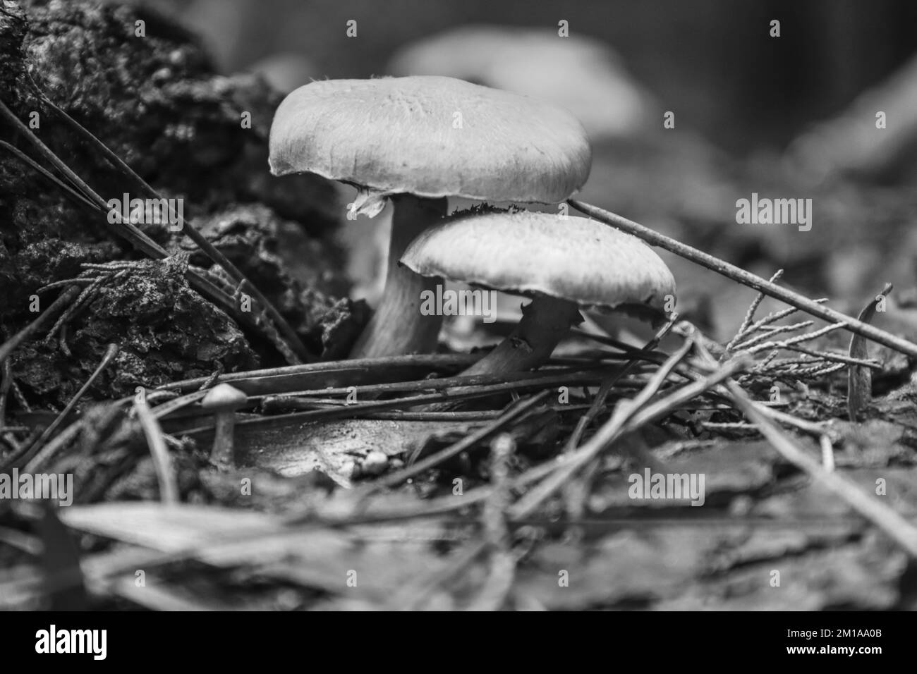 Wild Mushrooms in a beautiful autumn forest. Autumn time in the forest Stock Photo