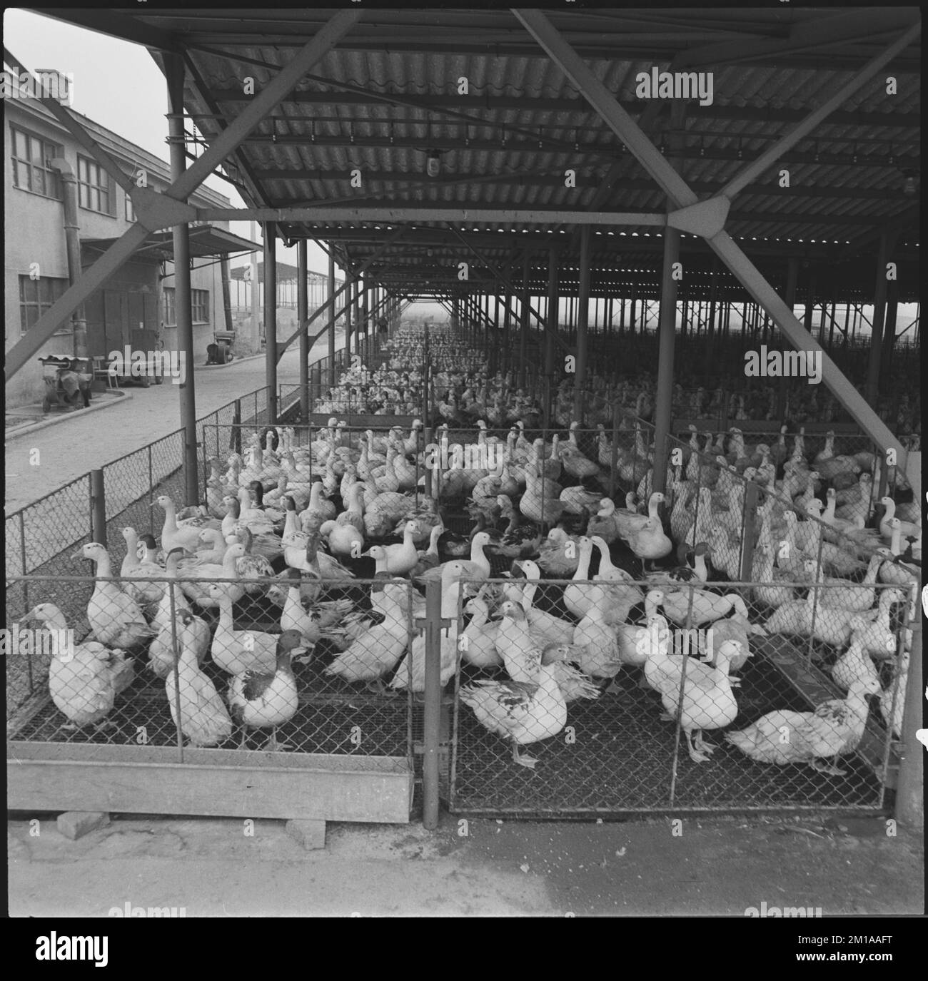 ***NOVEMBER 17, 1965 FILE PHOTO*** The workers of the North Moravian