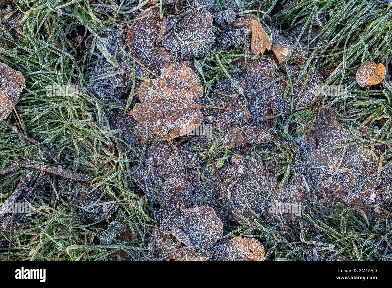 Frost-covered fall leaves on the ground, close-up. Stock Photo
