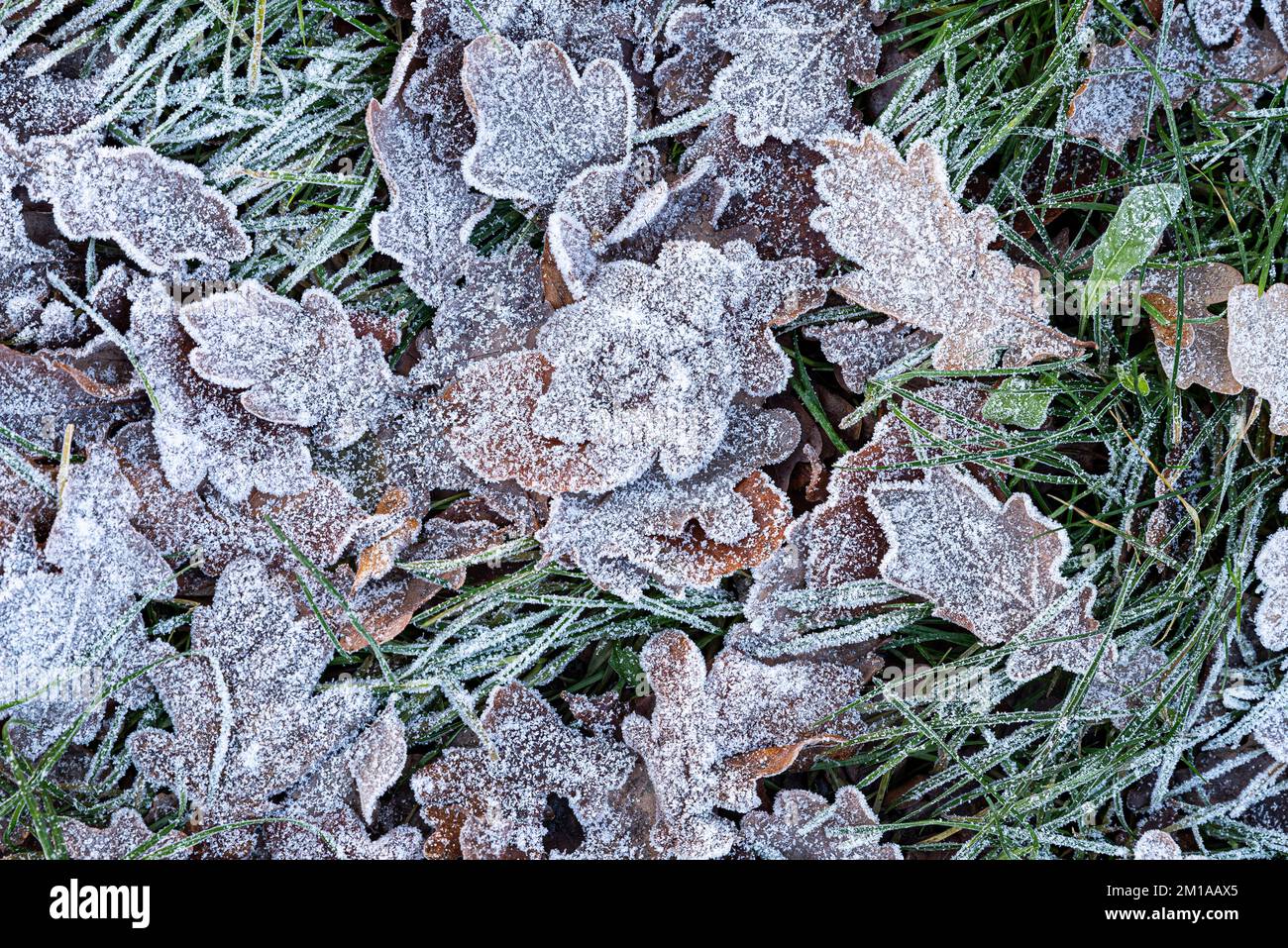 Frost-covered fall leaves on the ground, close-up. Stock Photo