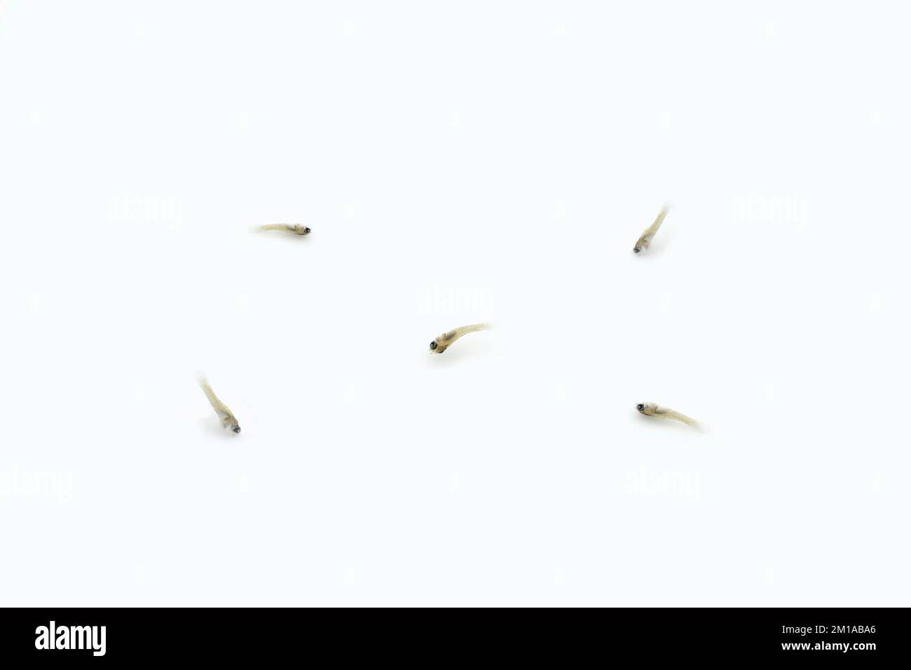 Five dead aquarium fish fries or baby fishes. Isolated on white. Stock Photo