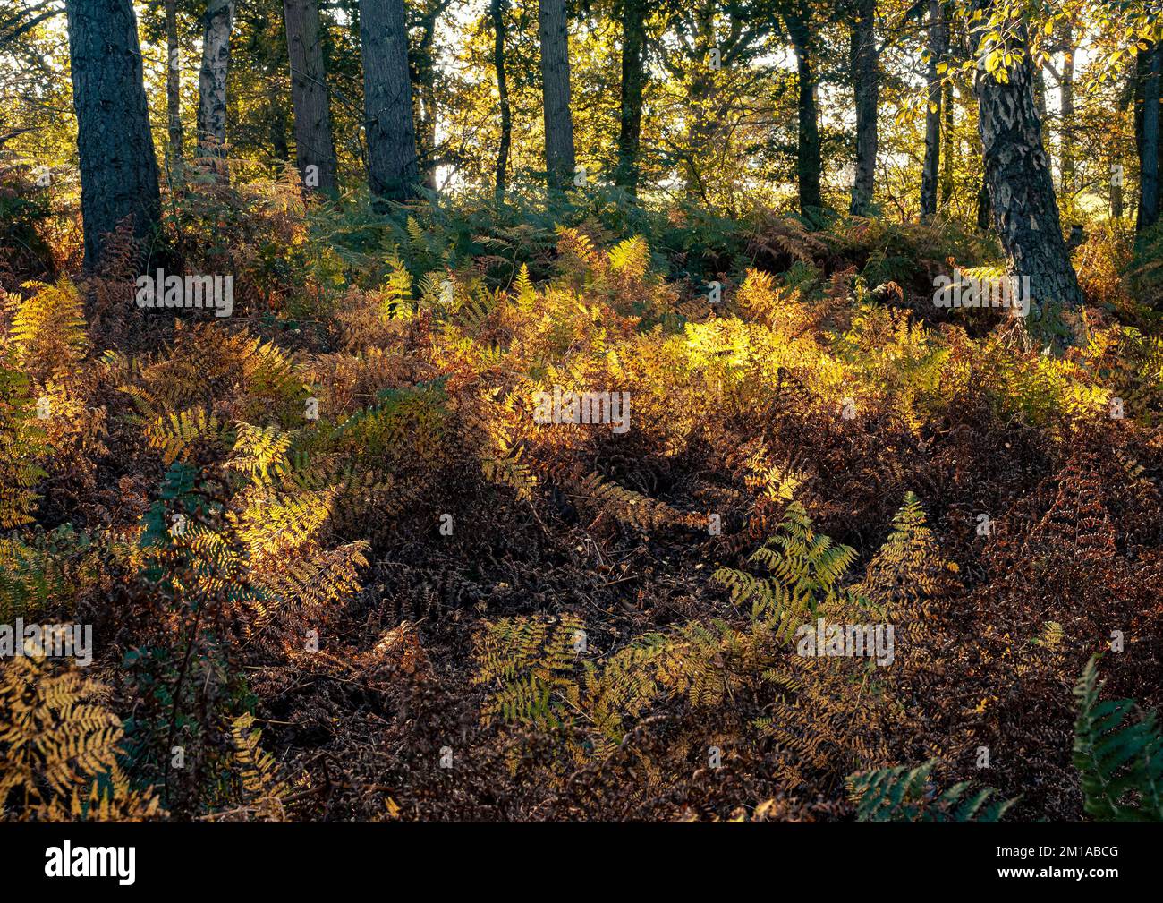 Colourful sun-dappled autumn bracken in temperate English woodland. Stock Photo