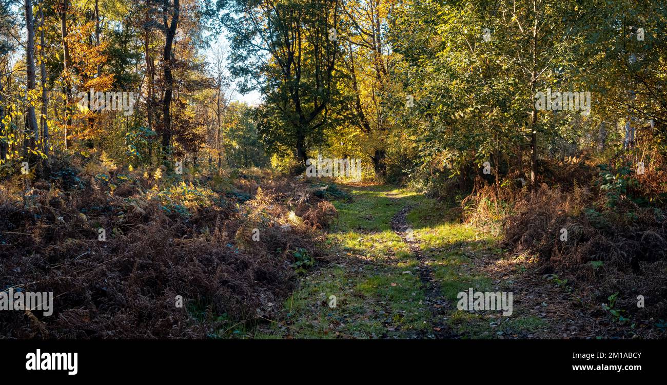 A panorama view of a footpath through an English woodland in sunlight with autumn colours Stock Photo