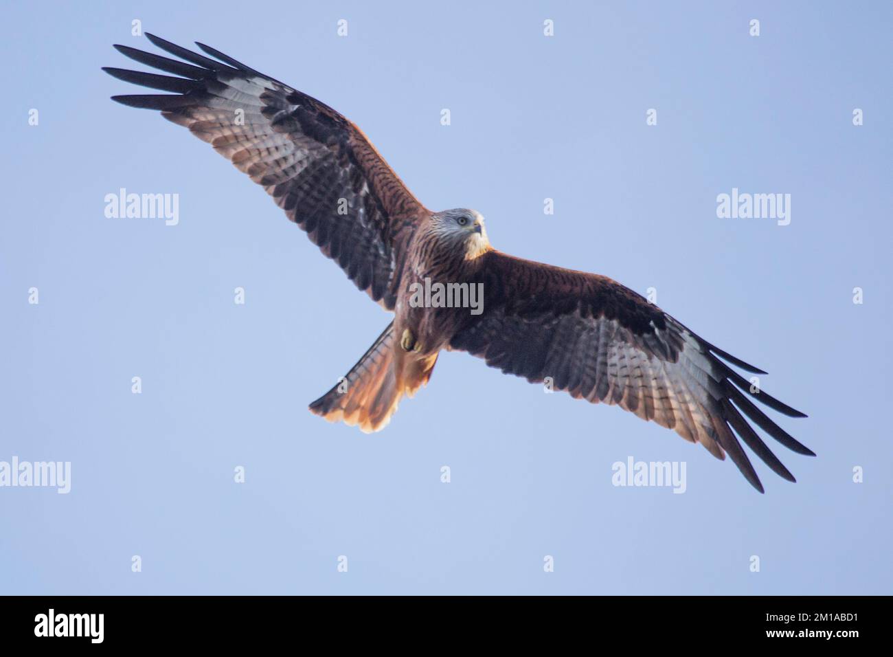 Red Kite 'Milvus milvus' in flight in the UK.Majectic bird of prey. Stock Photo