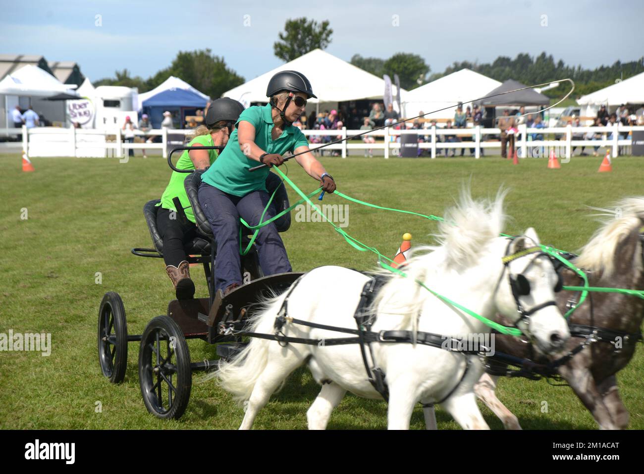Neapolitan Mastiff Horse