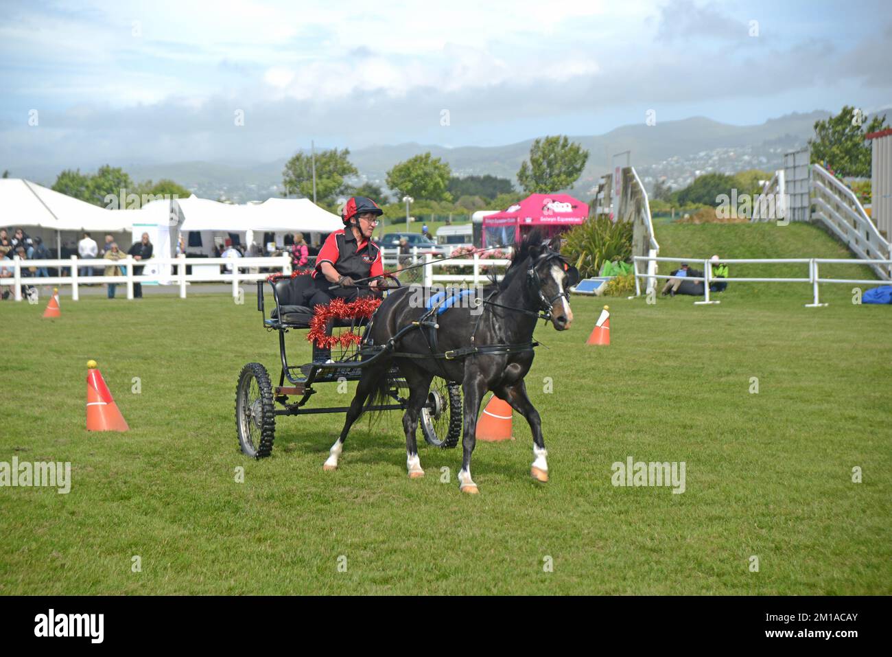 Shetland Pony pulling woman on sulky Stock Photo - Alamy