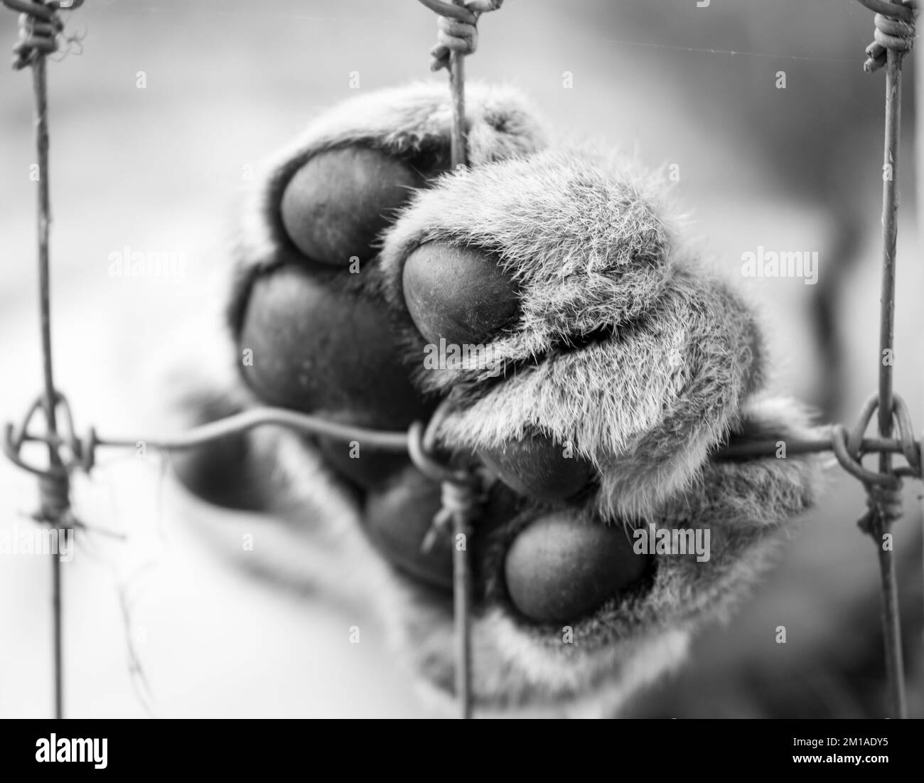Close up of a Lions Paw in a Zoo.The Lion has its paw resting on some steel wire fencing Stock Photo