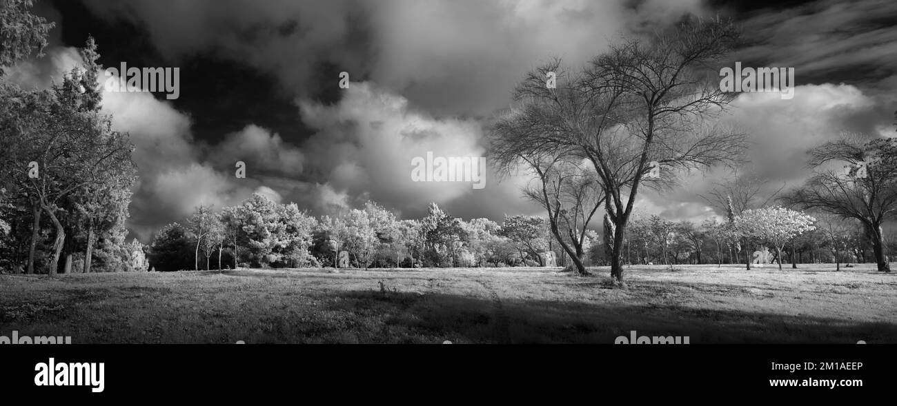 Black and white panoramic landscape phtoto of trees Stock Photo - Alamy