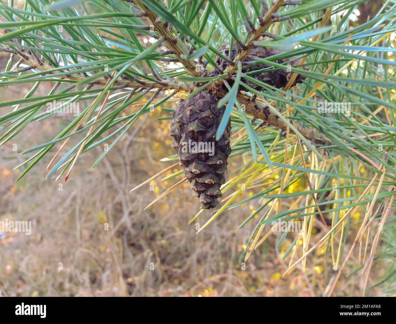 A closeup of a cone on a pine tree branch Stock Photo - Alamy