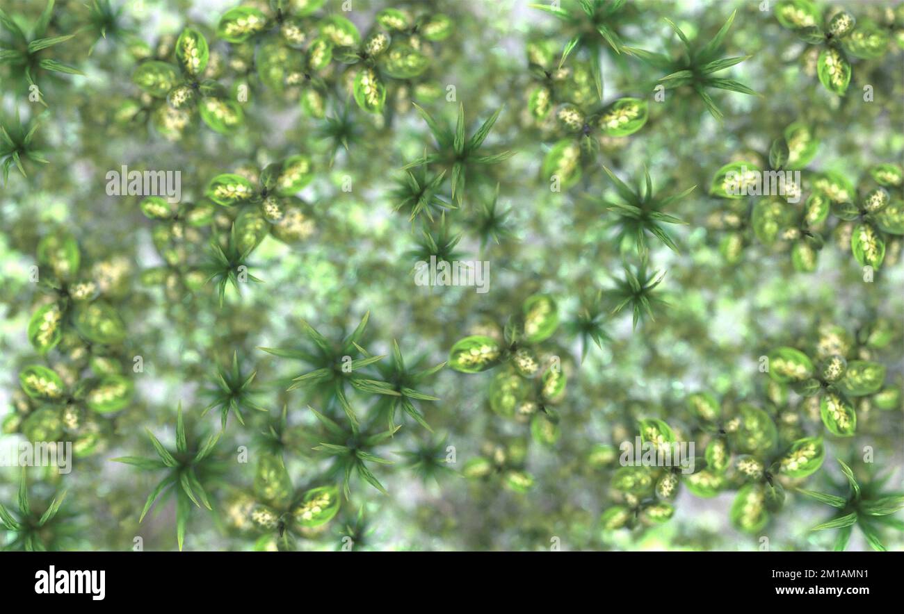 Silhouette of plants behind frosted glass. View from above. 3d render. Stock Photo