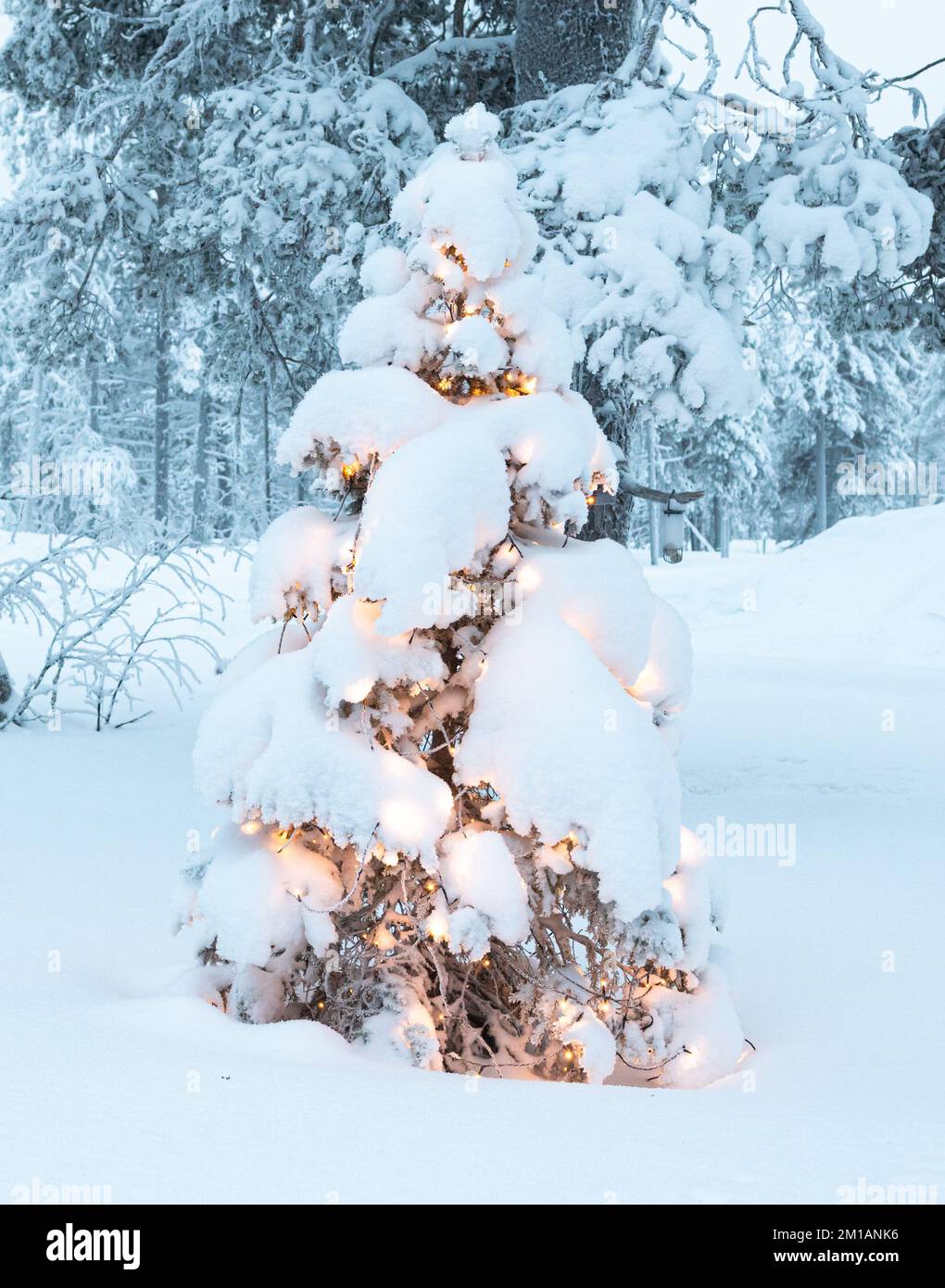 Snowy fir tree decorated with Christmas lights in the garden. Stock Photo
