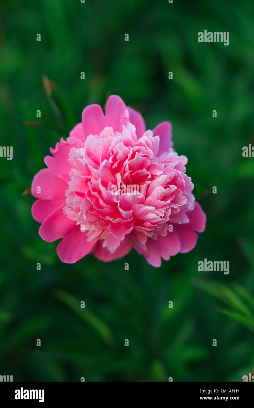 beautiful pink peony. Flower concept Stock Photo