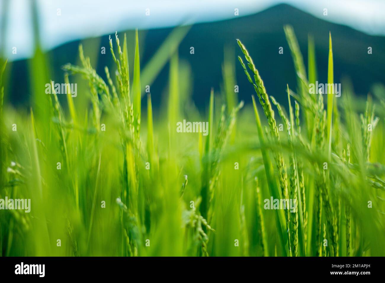A closeup shot of bright green rice plants growing on a field Stock ...