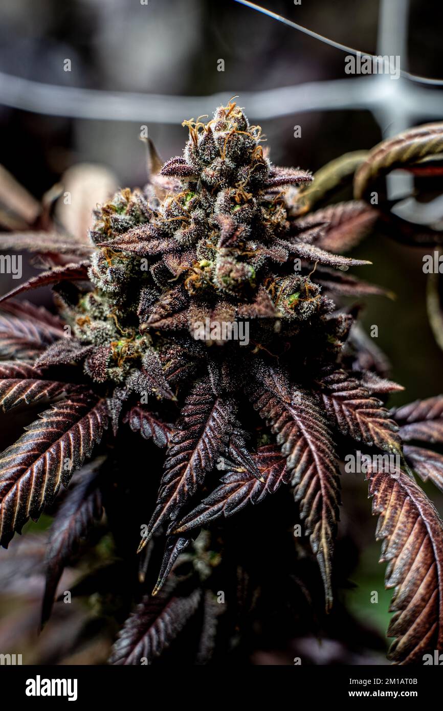 Mary jane hi-res stock photography and images - Alamy