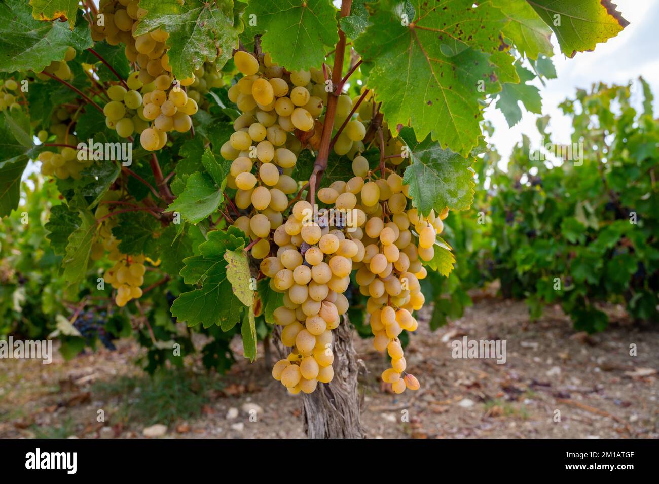 Grape Production Ripe Mavro grapes hi-res stock photography and images - Alamy