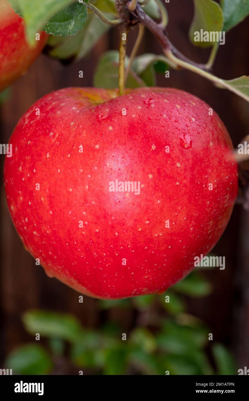 Big ripe red braeburn apples hanging on tree in fruit orchard ready to